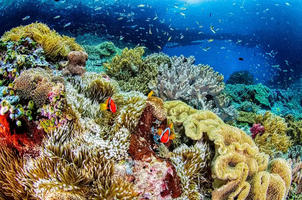 Египет - Красное море, кораллы и удивительный подводный мир